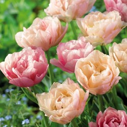 Tulips Double Magic Tulip - Tulipa silk road