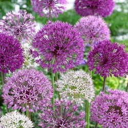 Allium Deco Mix - Ornamental garlic