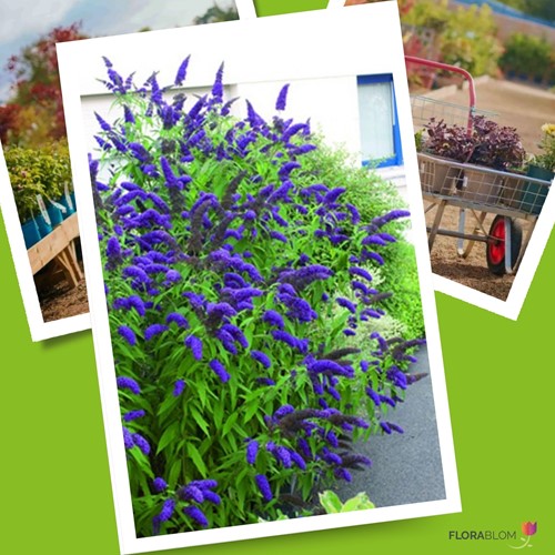 Butterfly Bush Buddleja Blue