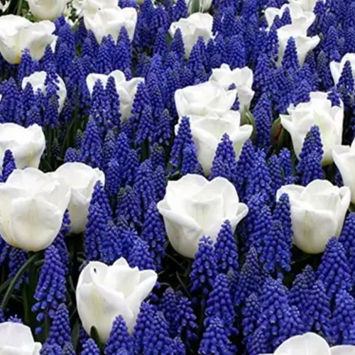 Blue and White Spring Bulbs