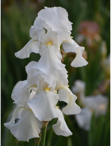 Iris Germanica White Knight - Bearded Iris