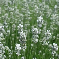 White Lavender - Lavandula angustifolia Alba