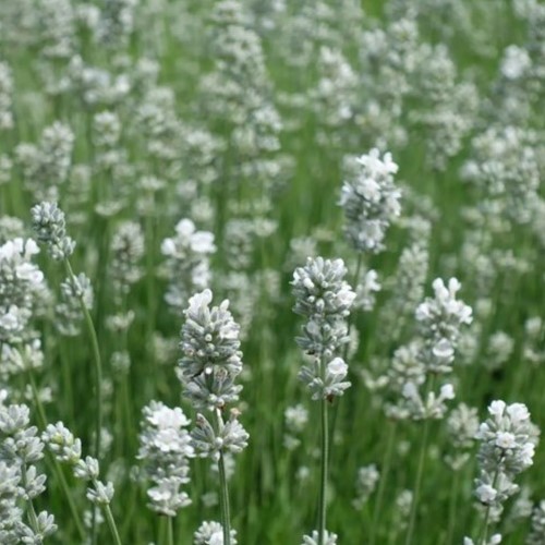 White Lavender - Lavandula angustifolia Alba (Six-pack)