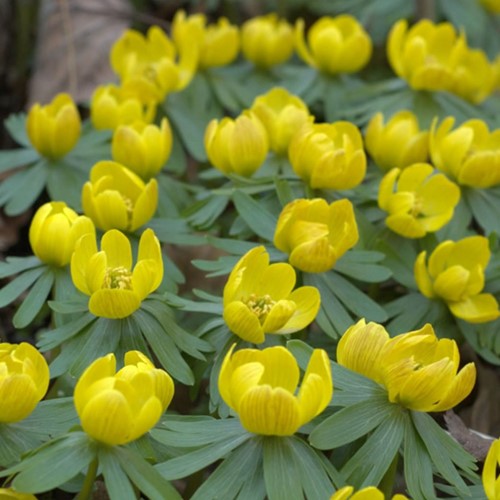 Winter Aconite - Eranthis Hyemalis