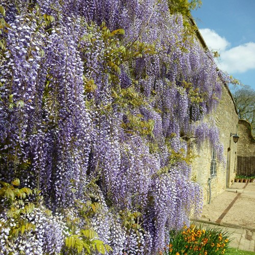 Wisteria sinensis - Chinese wisteria