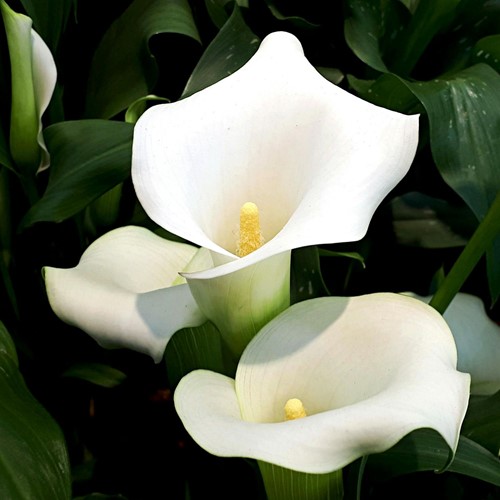 Calla White