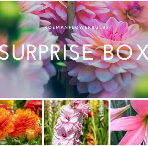 Summer Flower bulb Surprise pack 2