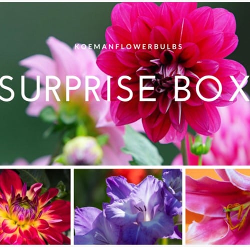 Summer Flower bulb Surprise pack 3